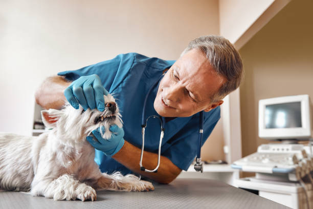 Best Emergency Dental Care for Trauma or Injury in Springville, NY
